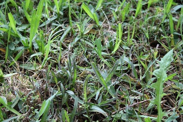 Black Slime Mold In Green Grass