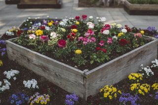 A raised flower bed