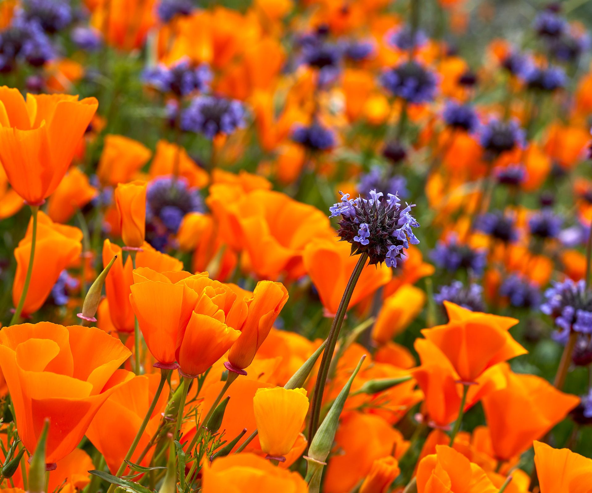 orange California poppies in full bloom with purple flowers