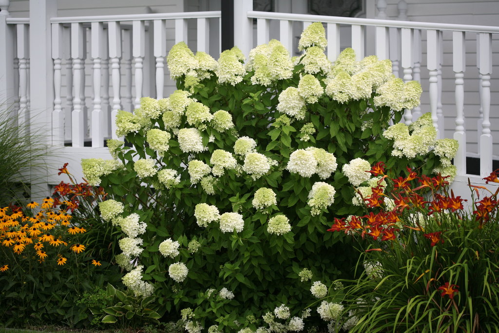 Limelight hydrangea in garden bed