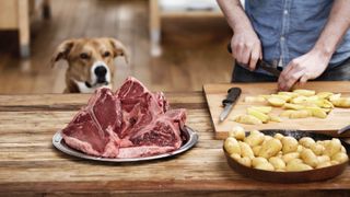 Dog looking at meat on counter