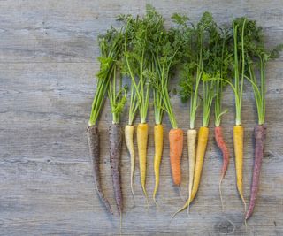 Coloured Heirloom carrots on a wood background.