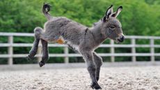 DFoal1.jpg