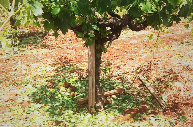 Shredded canopies and damaged fruit on Atlas Peak Turley Wine Cellars