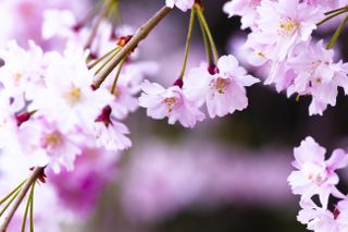 Close up of Weeping Cherry Tree