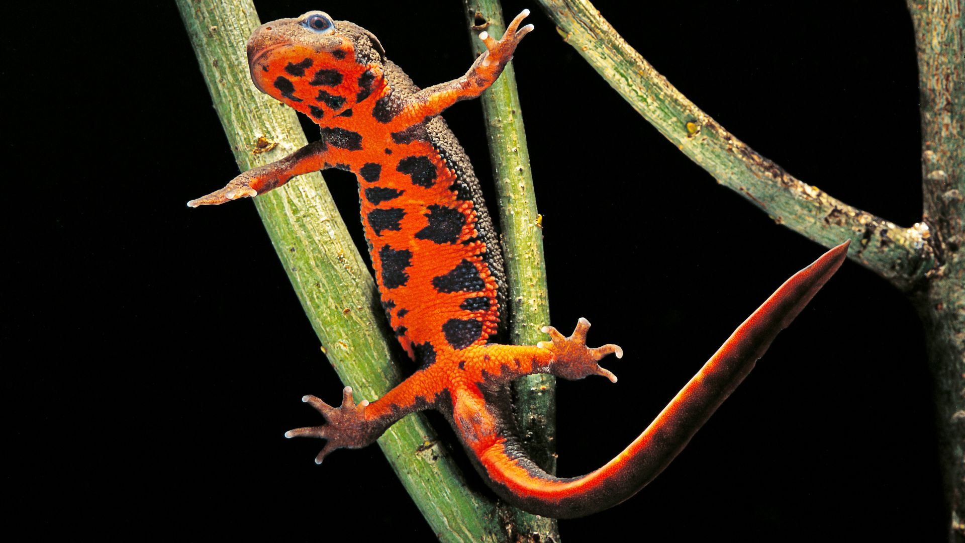 Red firebelly newt jumping from a plant