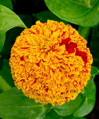 Zinnia Pop Art Gold And Red in flower