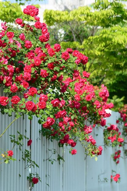 zone 9 climbing roses