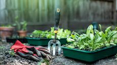gardening fork and plants