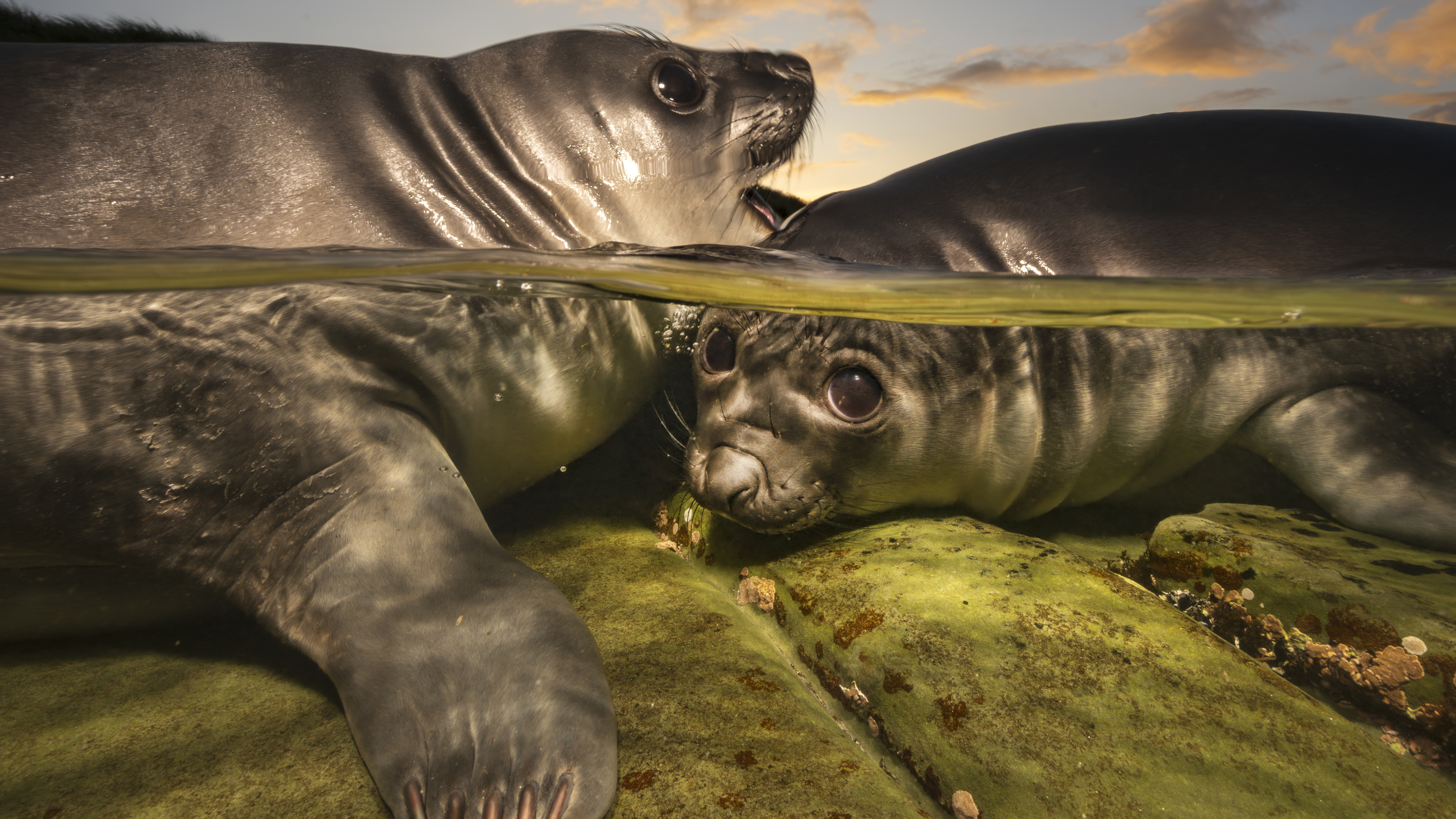 Two baby seals play in a rockpool