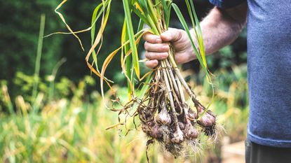 holding bunch of garlic