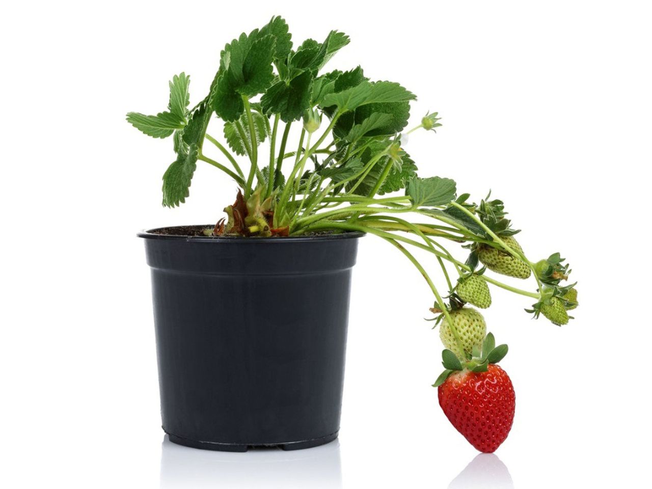 Potted Strawberry Plant