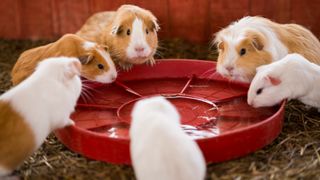 Group of guinea pigs drinking