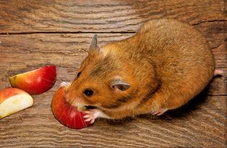 What can hamsters eat Advice from a vet on good hamster diets PetsRadar