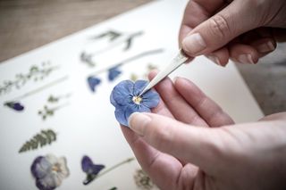 how to press flowers with ways to display in books and artworks