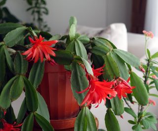 Christmas cactus in a pot in a beige living room