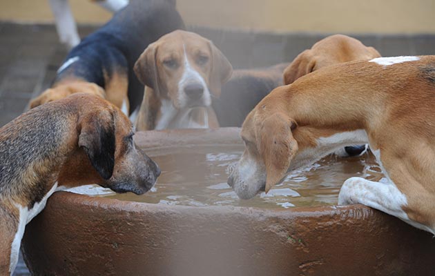 Belvoir-kennels-21.12.1766247_161281871_247131601.jpg