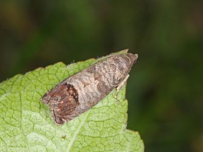 Codling Moth Life Cycle: How To Treat Codling Moth Infestations