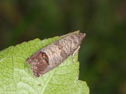 A Codling Moth On A Plant Leaf