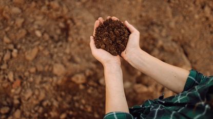 Woman holding garden soil in her hands