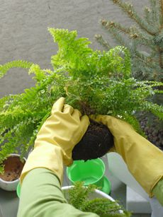 Gardener With Gloves Transfering A Fern Plant
