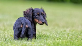 Dachshund puppy walking on grass