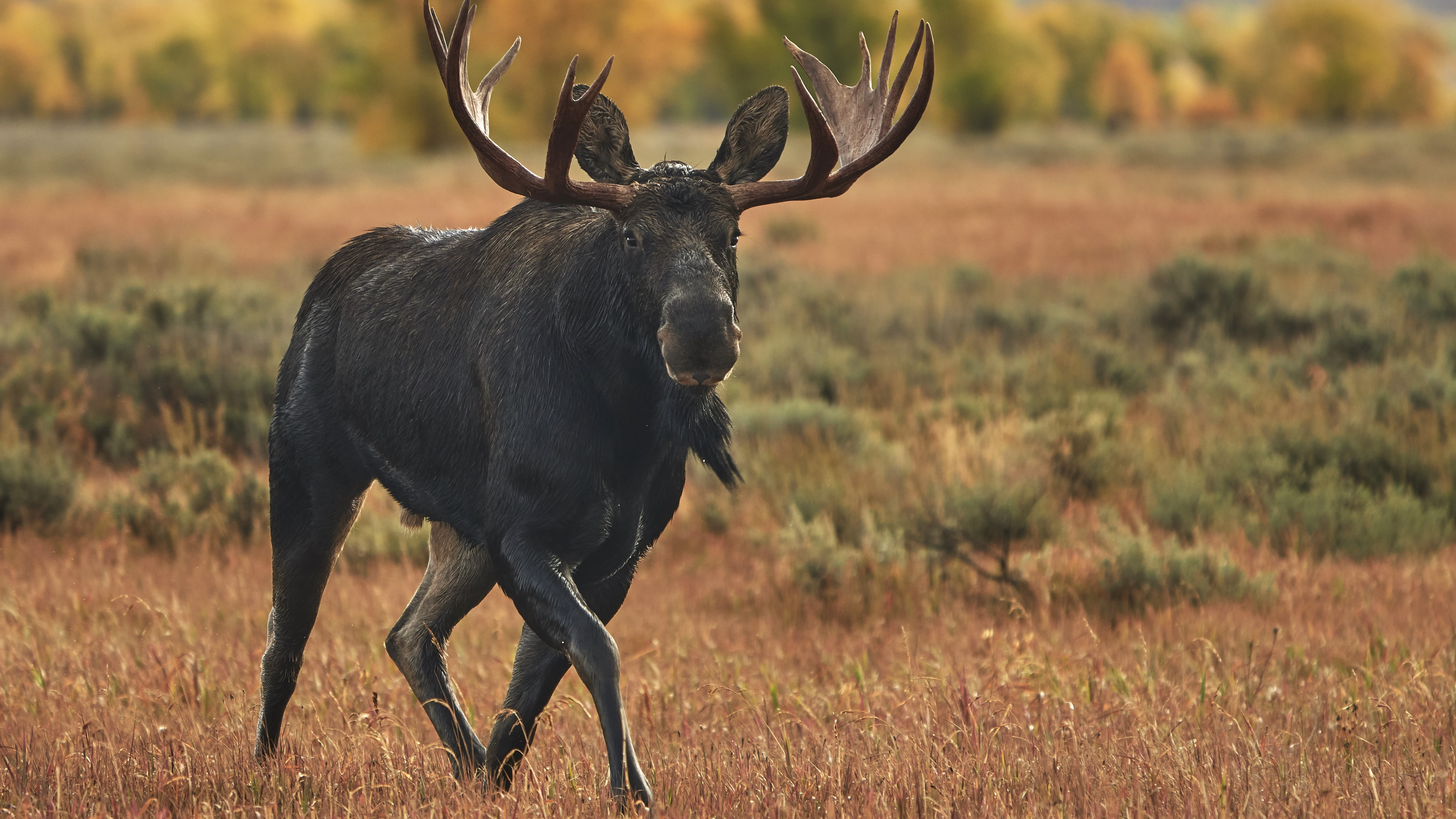 Enraged moose send careless hiker running for his life at Yellowstone National Park