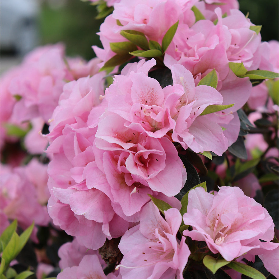 Proven Winners&amp;reg; Perfecto Mundo&amp;reg; Double Pink Azalea
