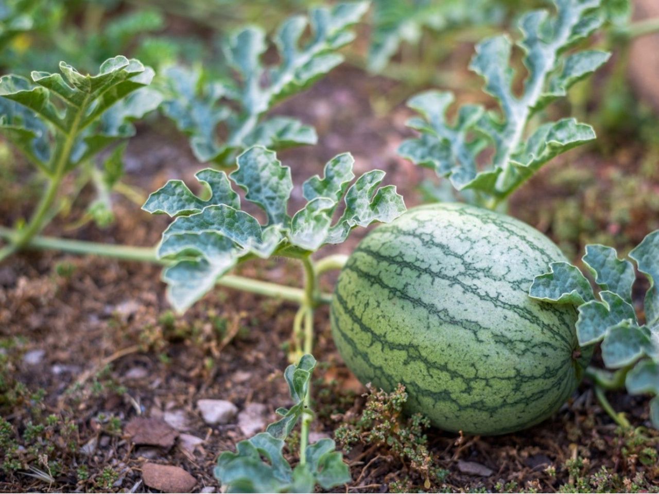 Watermelon Vine In The Garden