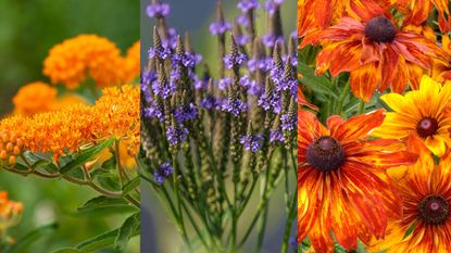 composite native wildflowers to sow in October 