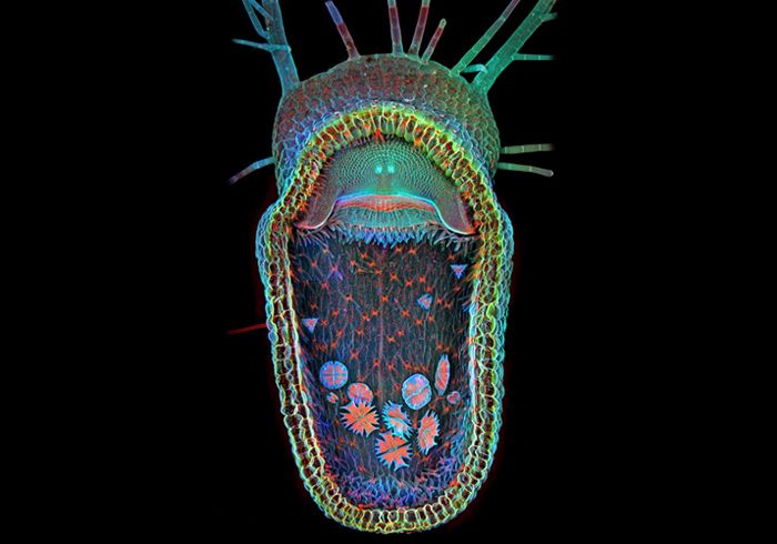 bioscapes, Olympus, digital imaging, competition, 2013 Olympus BioScapes Digital Imaging Competition®