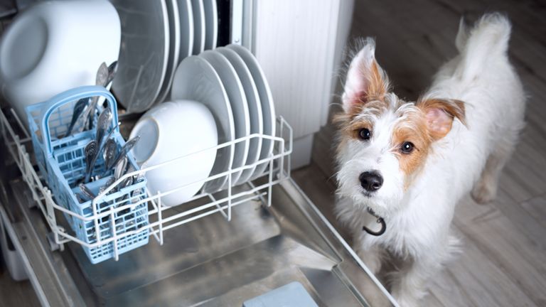 the best dishwasher tablets: dishwasher and small dog