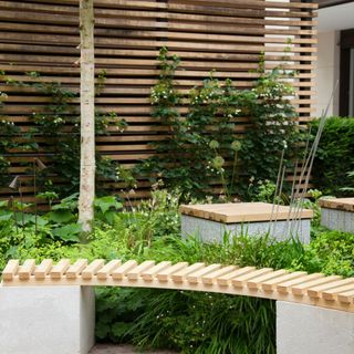 Climbing plants growing on slatted wooden fence screen in garden