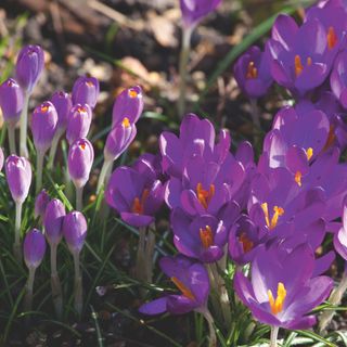 Purple crocus flowers growing in garden