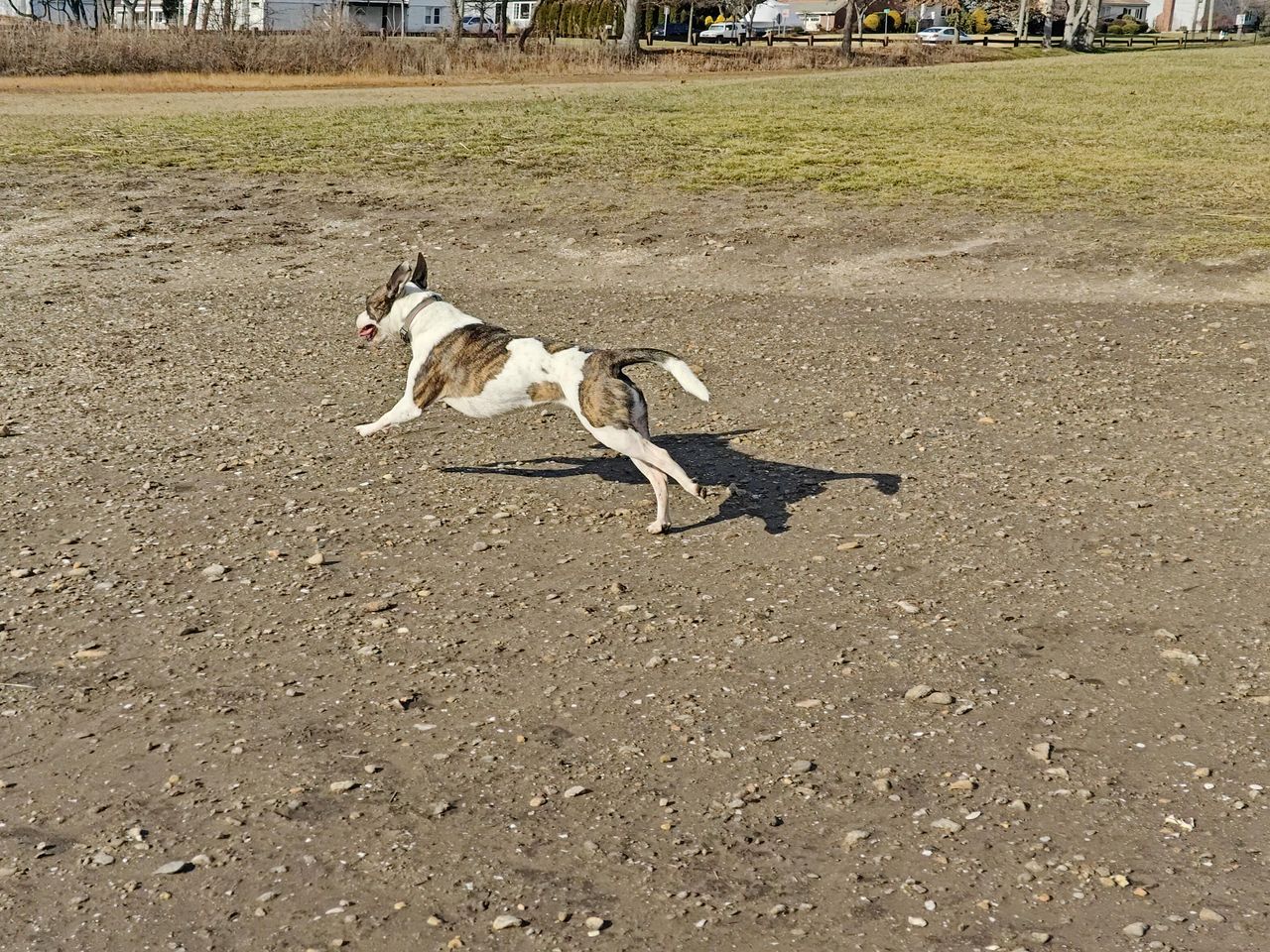 Sample photos taken with OnePlus 11