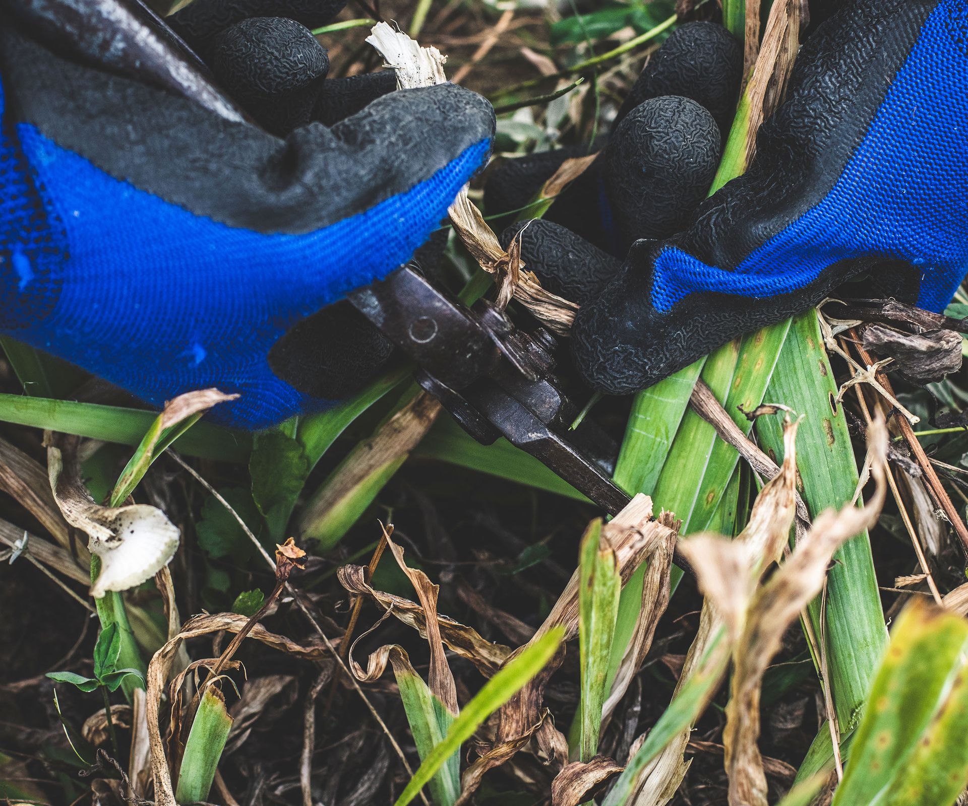 Gardener wearing bluye gloves prunes back iris foliage