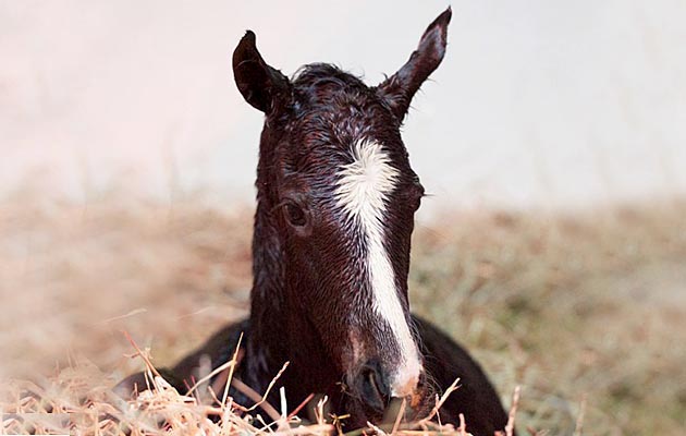zenyatta foal