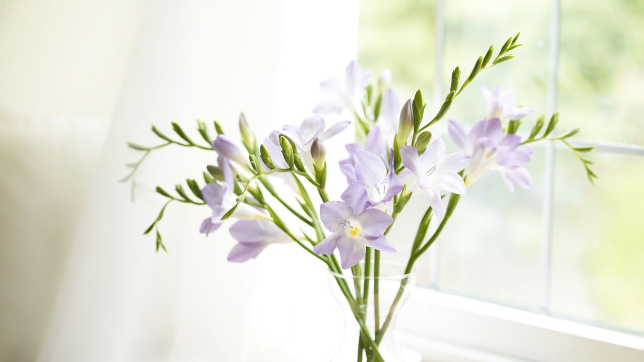 Lilac freesias in a vase by a window