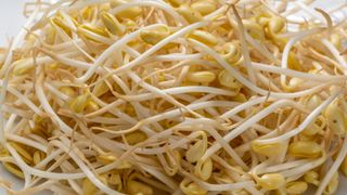 Bean sprouts