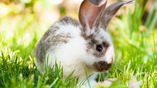 Domestic rabbit