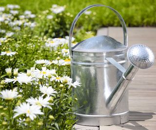 watering can and daisies