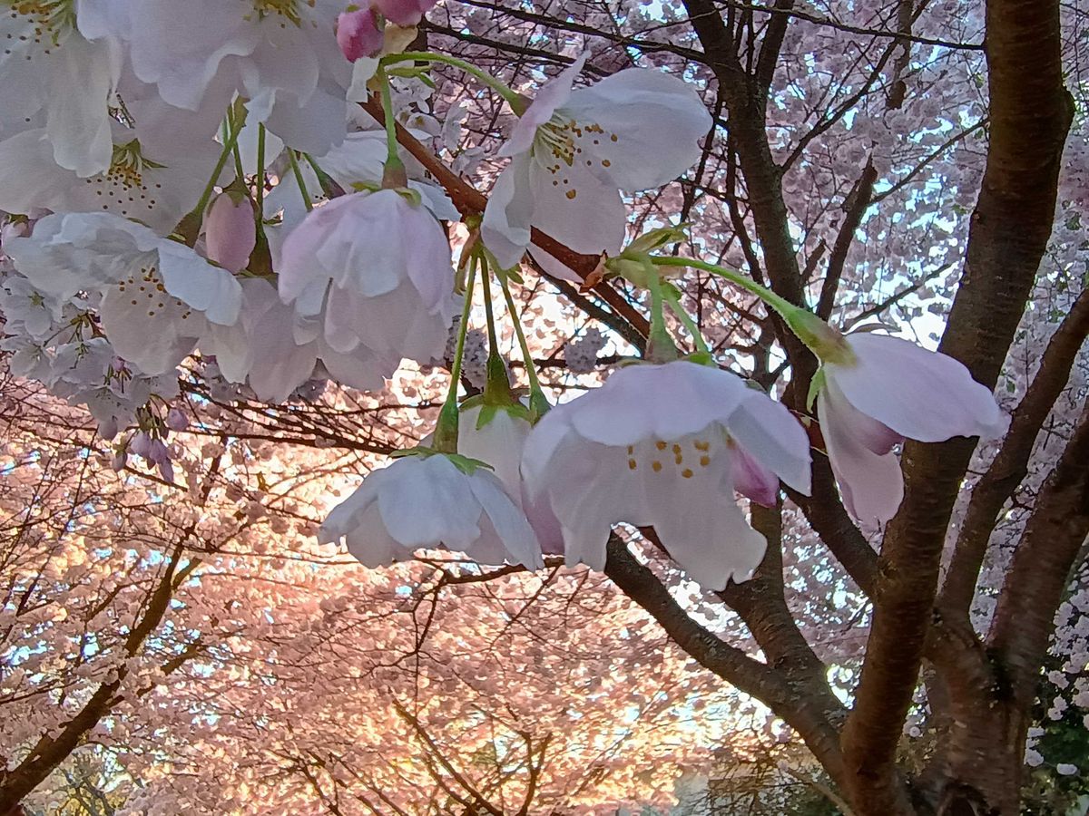 Close-up of cherry blossoms