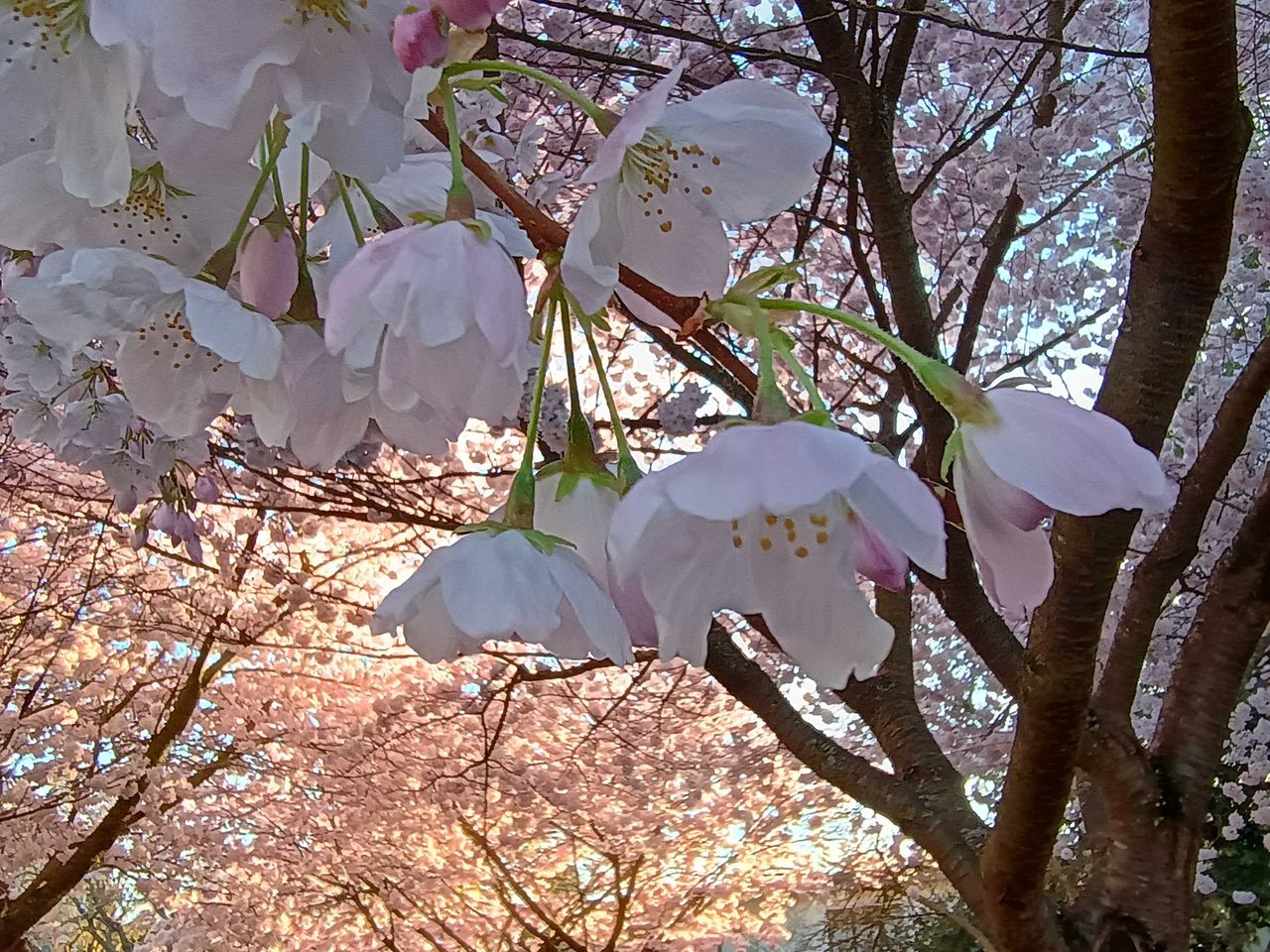 Close-up of cherry blossoms