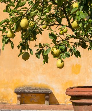 lemon tree in terracotta pot