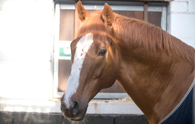 Artificial Insemination shoot 04 03 2015