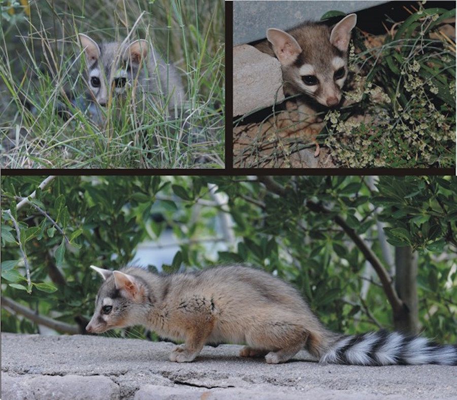 Ringtail Cats Photos Of The Cutest Animal In North America Live Science