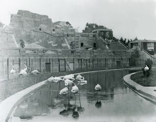 mappin terraces at london zoo, archive imagery in black and white showing the water populated by flamingos