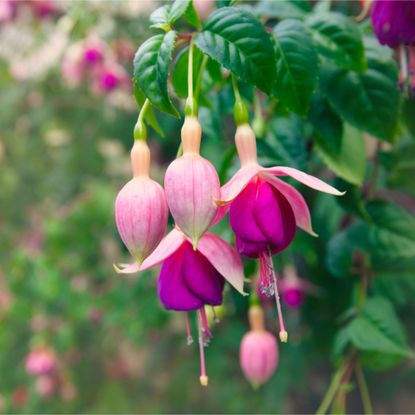 Pink flowering fuchsias