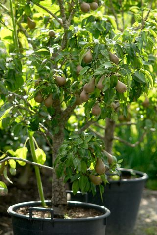 pear trees growing in pots