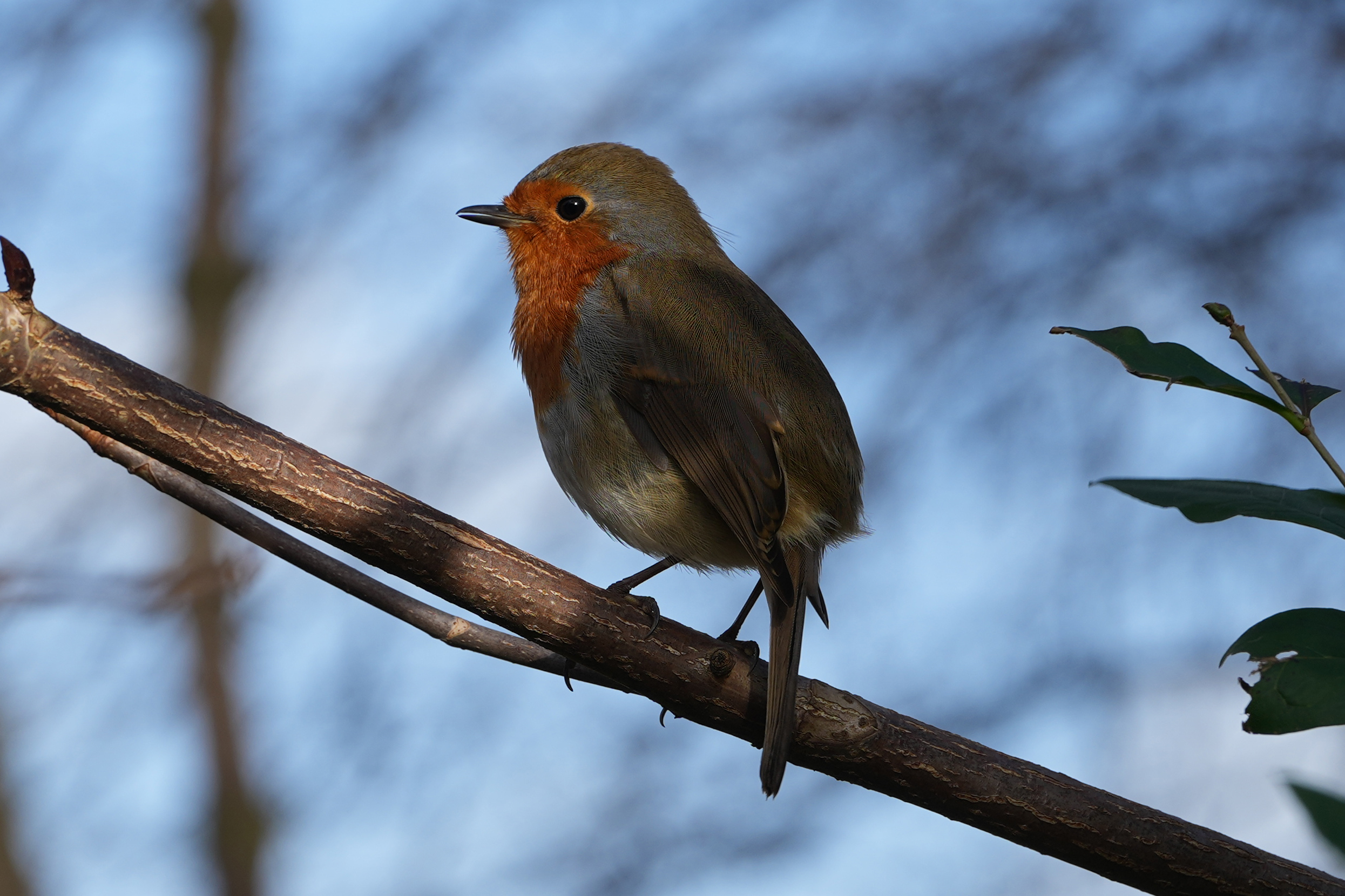 A photo of a robin on a branch, taken on a Sony A1 II mirrorless camera and with a Sony FE 28-70mm F2 GM lens